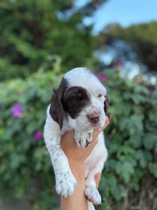 Vendo cachorro Setter
