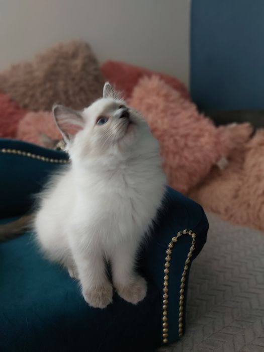 Hesia  Koteczka Ragdoll FPL/FIFE