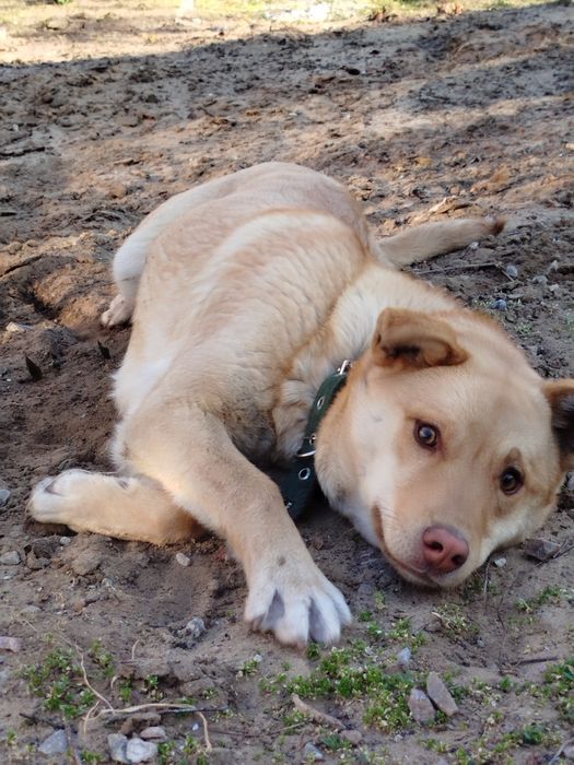 Віддам дорослих песиків