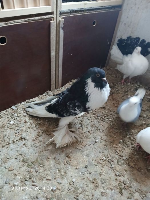 Sprzedam samca Garlacza