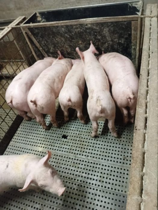 Vendo leitões bisaros e pietrans