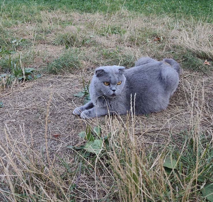 Чистокровне шотландське прямовухе кошеня (Scottish Fold)