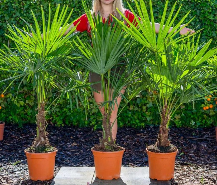 Szorstkowiec fortunego, Trachcarpus fortunei, palma mrozoodporna,duży!