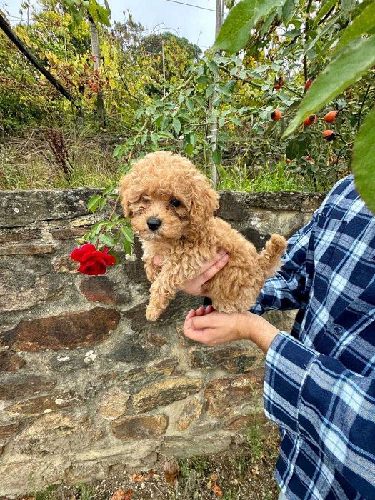Toy Caniche Mini Femea Micro Menina Disponível