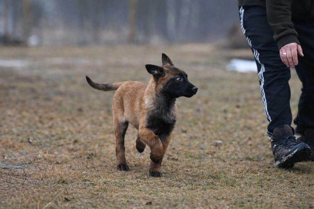 Owczarek belgijski malinois – piesek z rodowodem