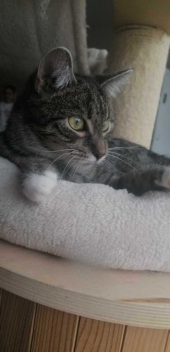 Słodki burasek szuka domu