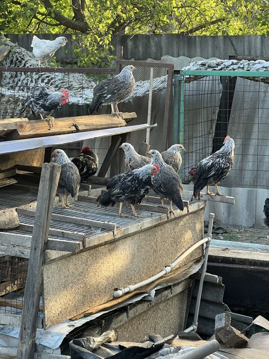 Леггорн Итальянский