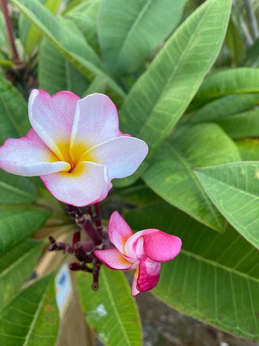 Plumeria rubra – frangipani – 5 nasion NASIONA