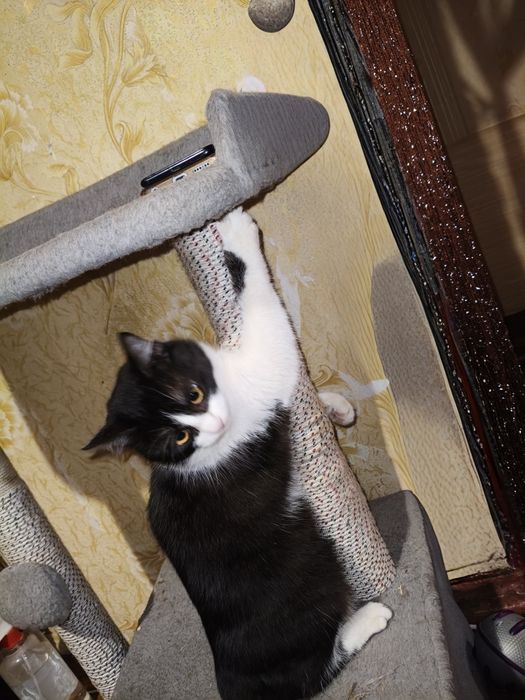 Красуні шукають родини.