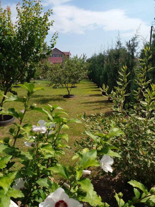 Продам будинок м. Біляївка  без комісії для покупця