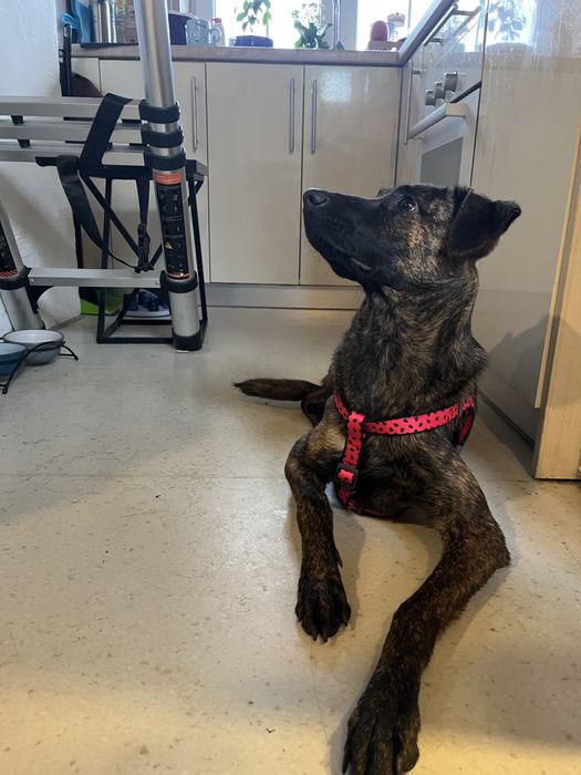 Дівчинка метис в сімʼю