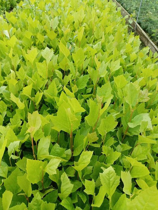 PLATAN sadzonki 30-50 cm