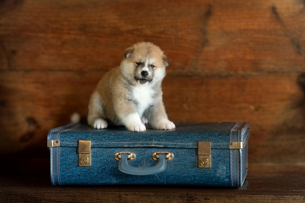 Akita FCI ZKwP po Championie