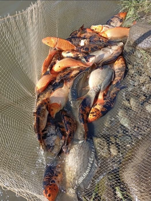 Зарибок вирощений у власному ставку. Короп Амур Товстолоб Щука