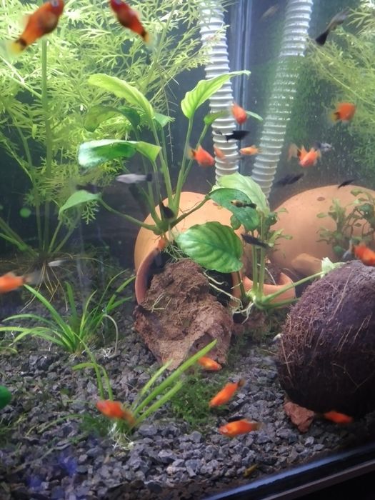 Mollys, platys Mickey mouse, guppys moscow azul