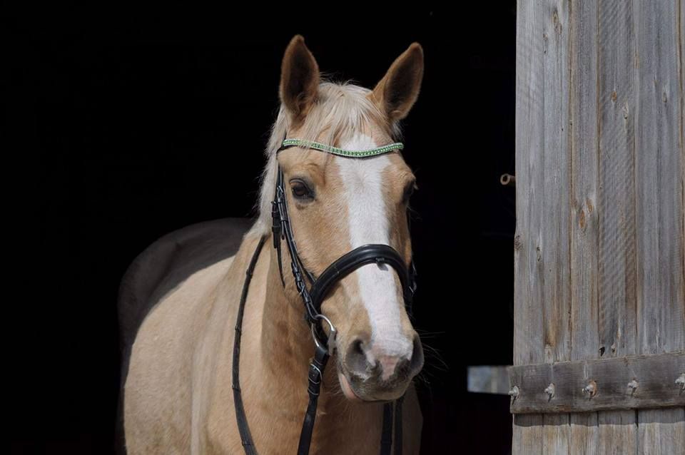 naczółki rozmiar cob