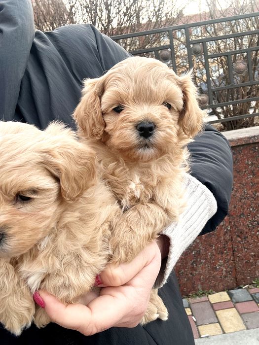 Мальтипу ф1 міні хлопчик казковий