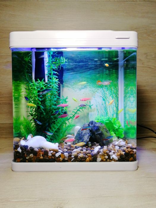 Акваріумний набір з рибками 10л | Доставка Київ