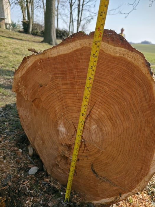 Modrzew świeżo ścięty