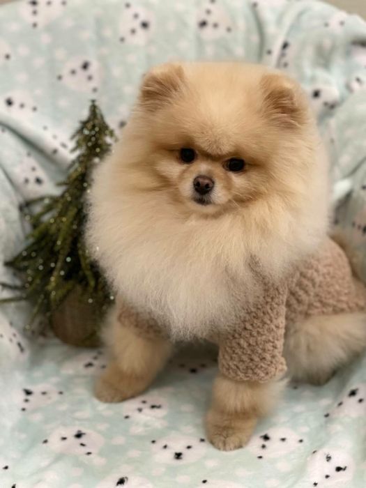 Одежда на собак, котов, сфинксов