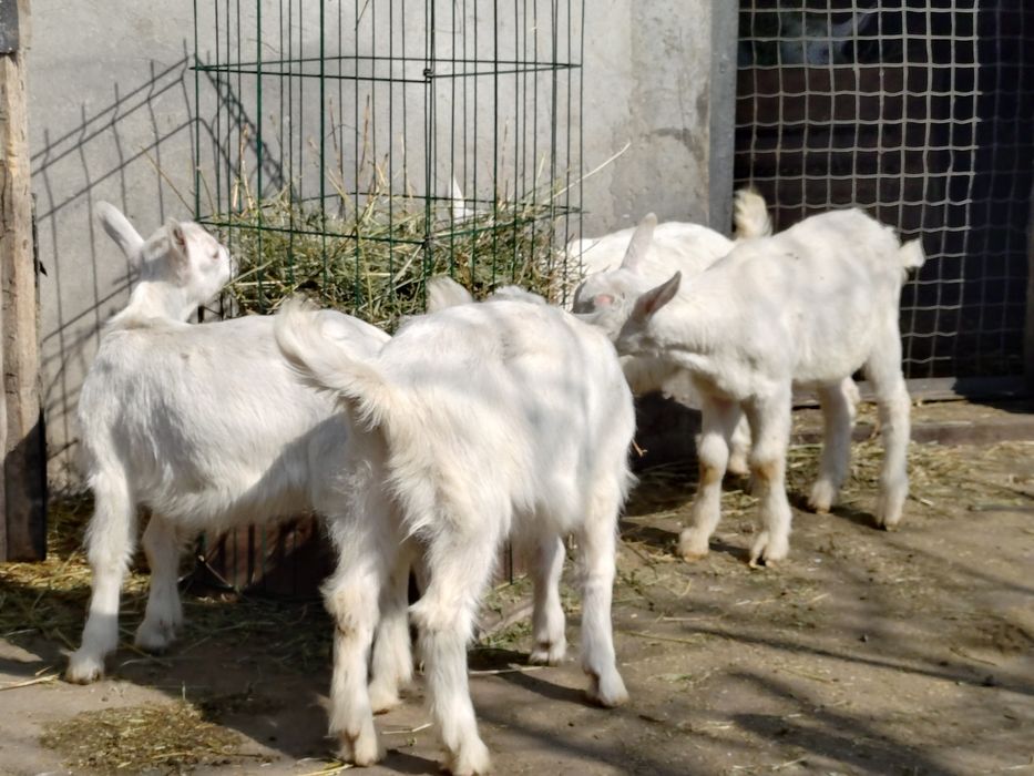 Продам зааненські козлики