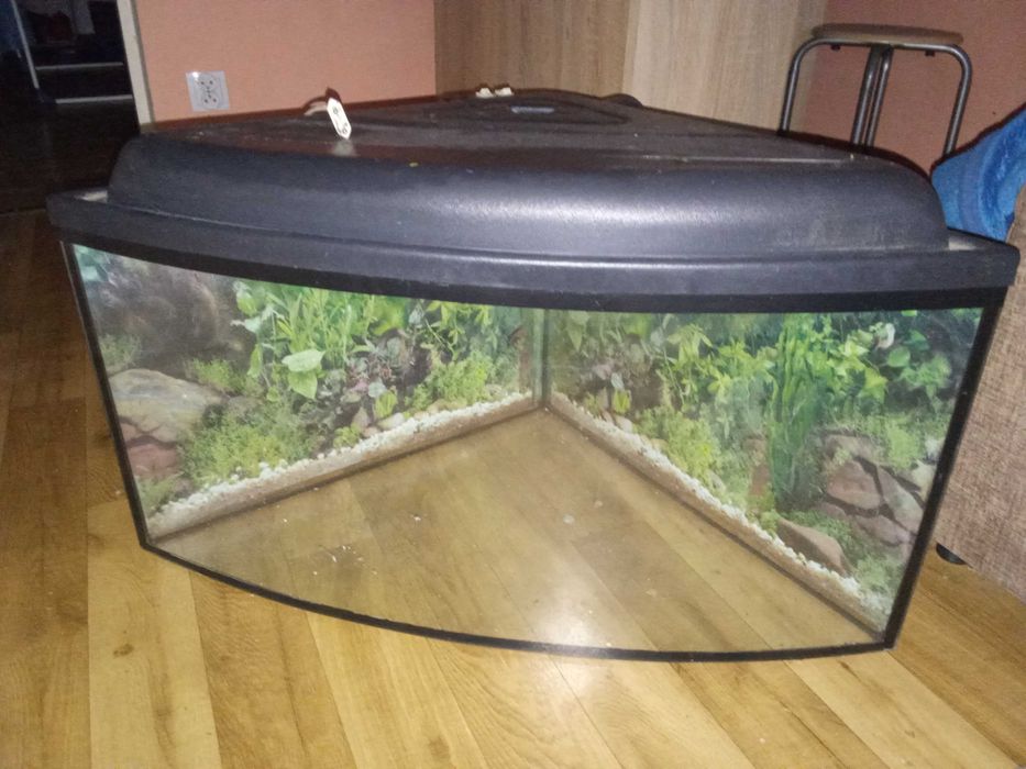 Akwarium za pół darmo