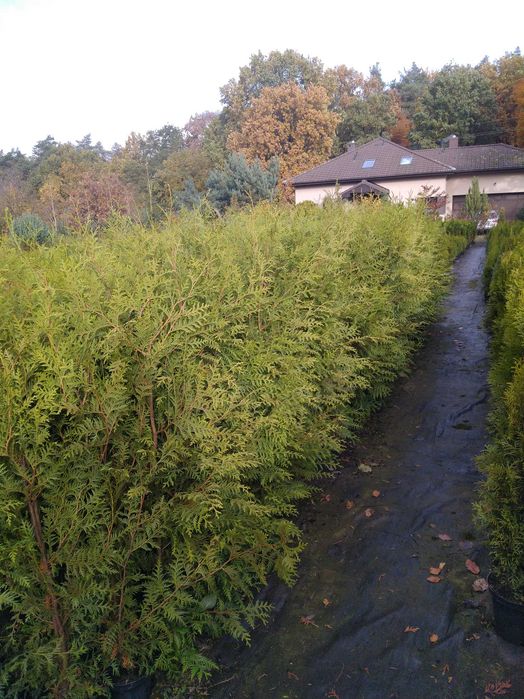 Tuja, żywotnik brabant 0,7-2 m