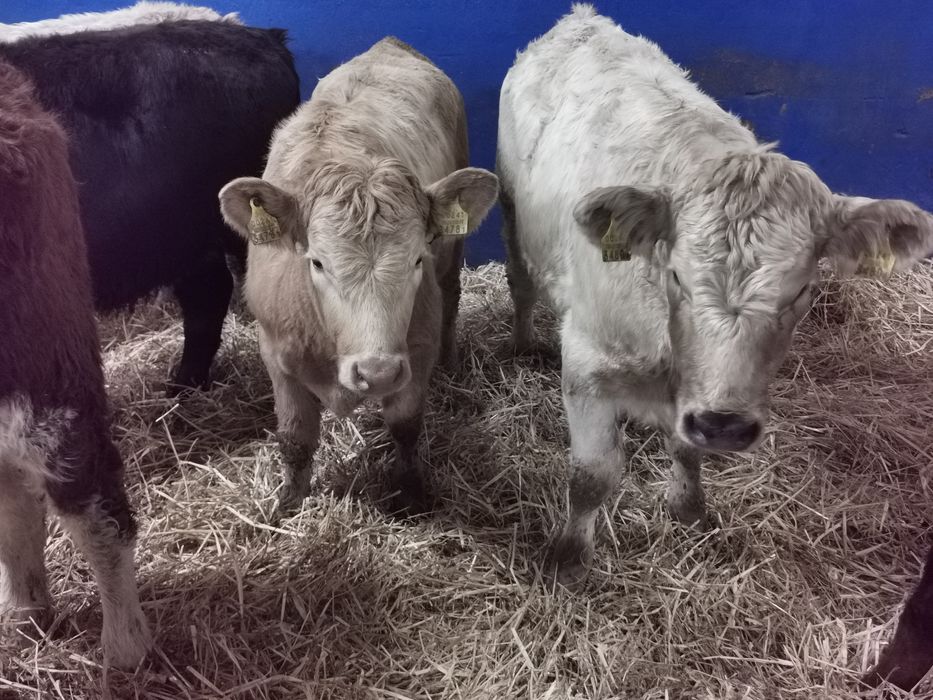 Byczki żarłaki odsadki