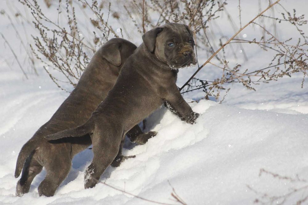 Блакитні цуценята