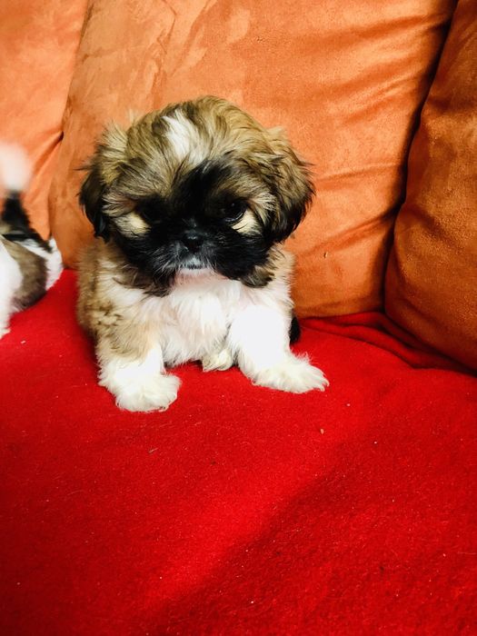 Shih tzu szczeniaczek