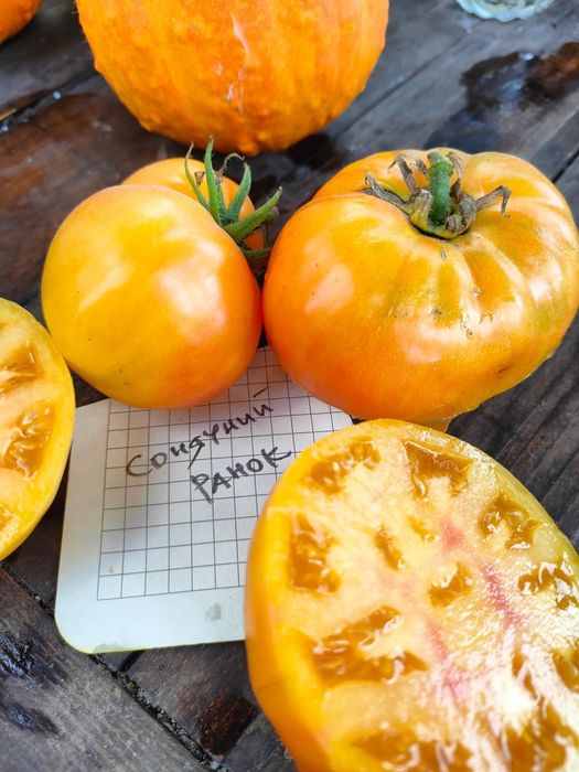 Набір насіння томатів "Український"