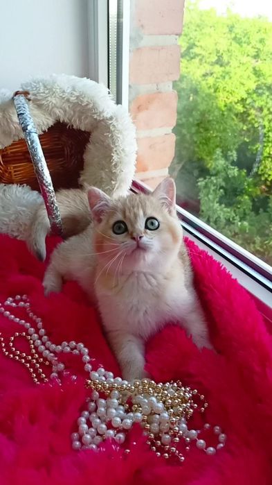 Нежная девочка золотая шиншилла