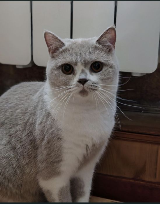 Brytyski krótkowłosy liliowy bikolor