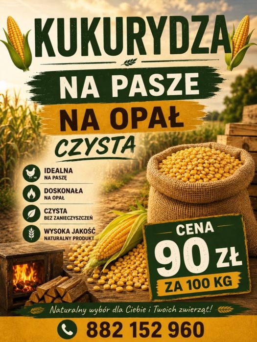 Kukurydza na paszę na opał
