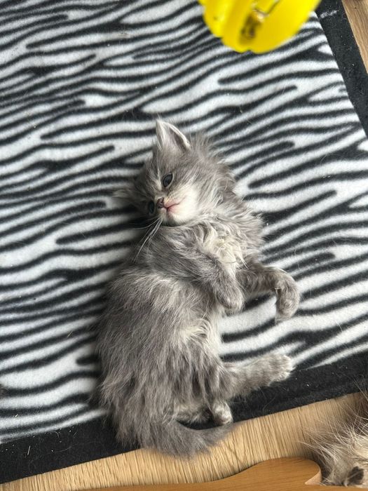 po Championach rodowód FPL FIFE Neva Masquerade kot Syberyjski