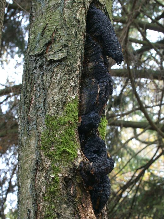 Błyskoporek podkorowy  [czaga, chaga] - duże, suszone kawałki