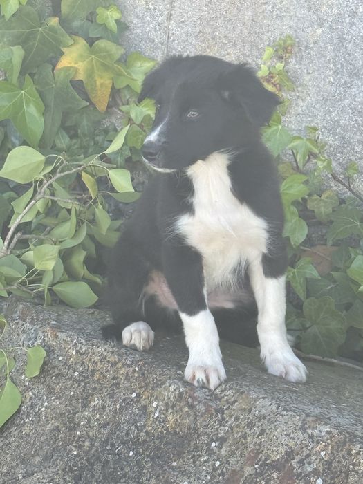 Border collie Disponivel