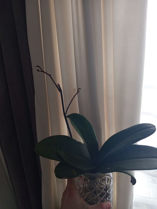 Сортова орхидею на бутонах