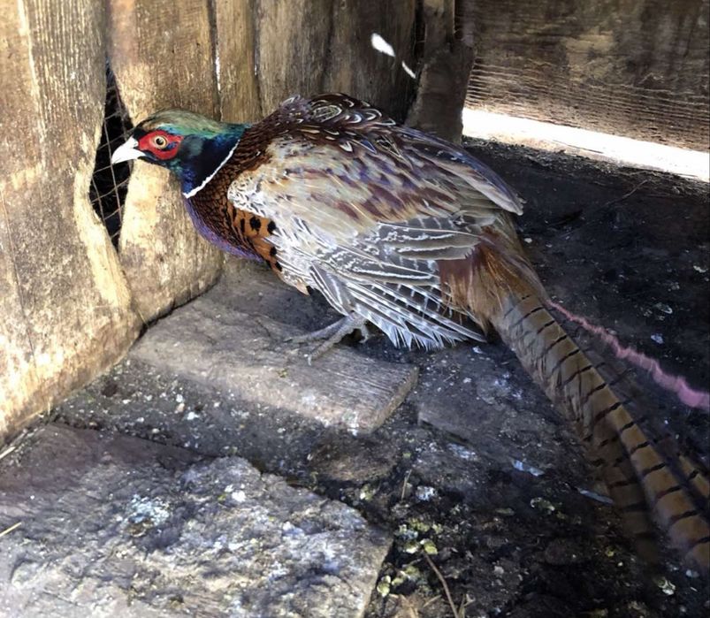 Продам   Трьох. фазанів  самців