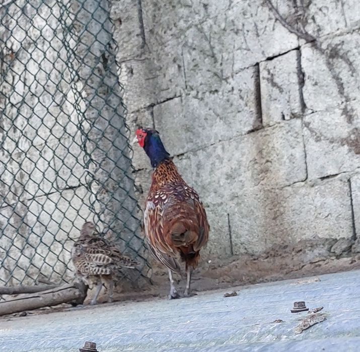 Casal de Faisões