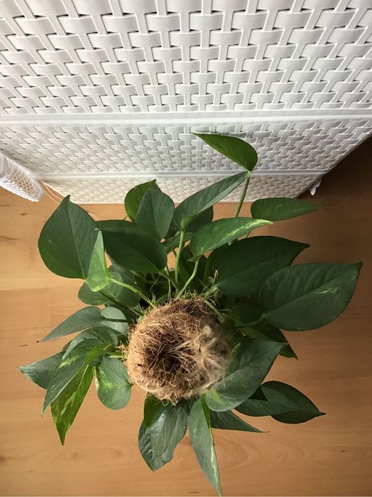 SCINDAPSUS epipremnum pnacze