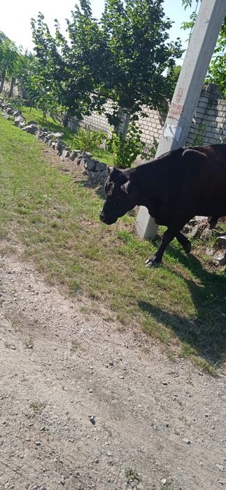 Продається тільна корова