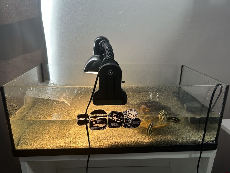 Sprzedam żółw terrarium akwarium