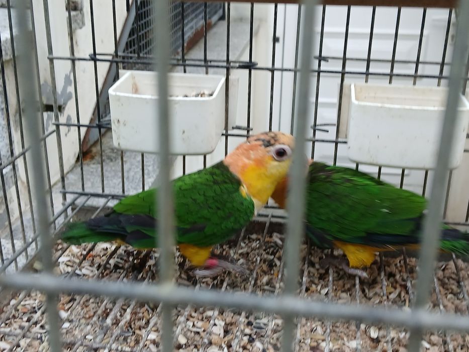 Duas fêmeas de  pionites leucogaster xantomeria