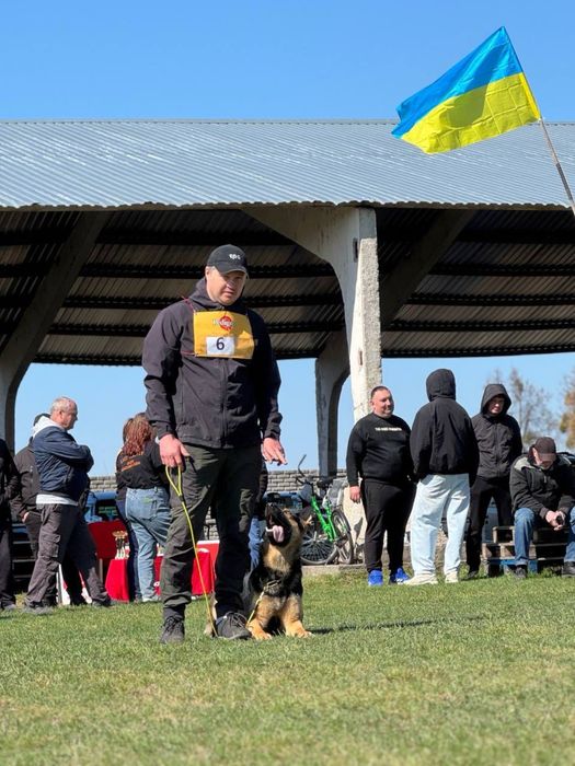 Пропонується кобель німецької вівчарки для в’язки