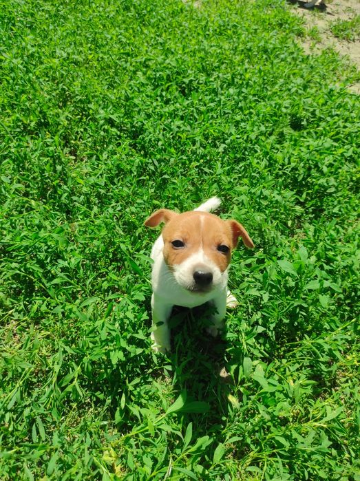 Щенки Джек Рассел тер'єр девочки