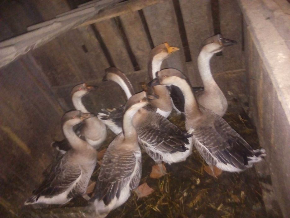 Продам молоді гуси