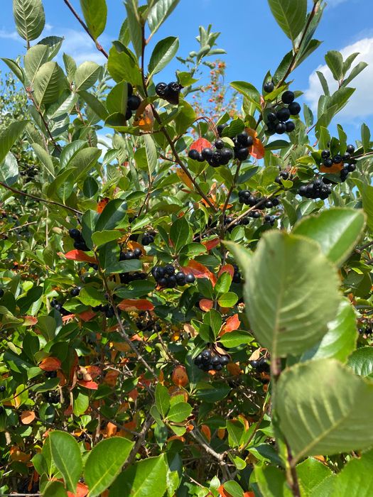Aronia owoce niepryskane - soki, dżemy
