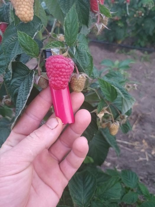 СОРТОВІ саджанці ремонтантної малини/саженцы малины/оптом та в роздріб