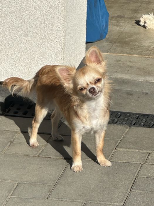 Chihuahua długowłosy chłopiec w kolorze białym